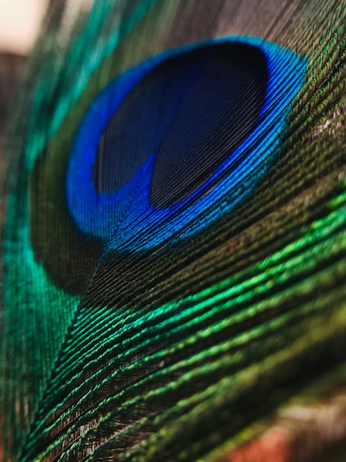 Closeup pattern of feather of Indian peafowl with iridescent blue and green colors in zoo