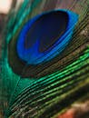 动物园中印度孔雀羽毛虹彩蓝绿特写图案