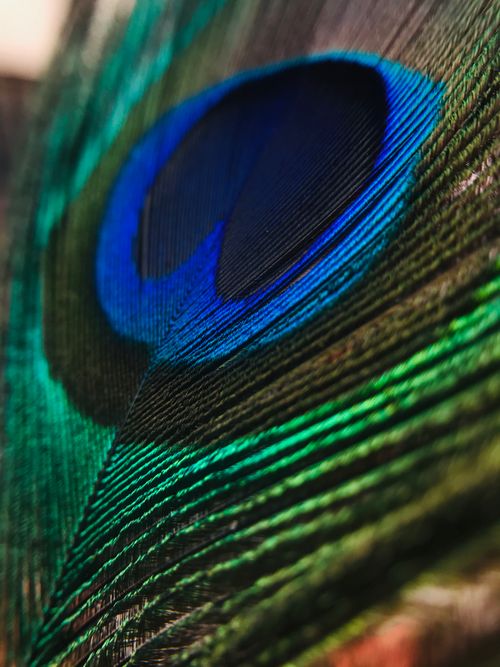 Free Closeup pattern of feather of Indian peafowl with iridescent blue and green colors in zoo Stock Photo