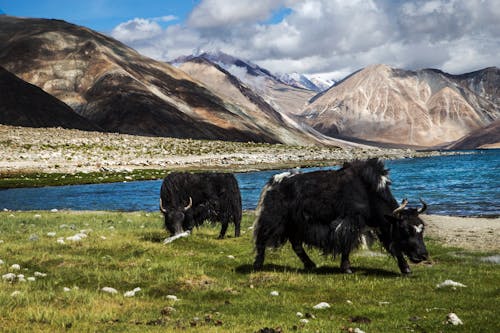 Two Yaks Grazing on Grass Across the Mountains