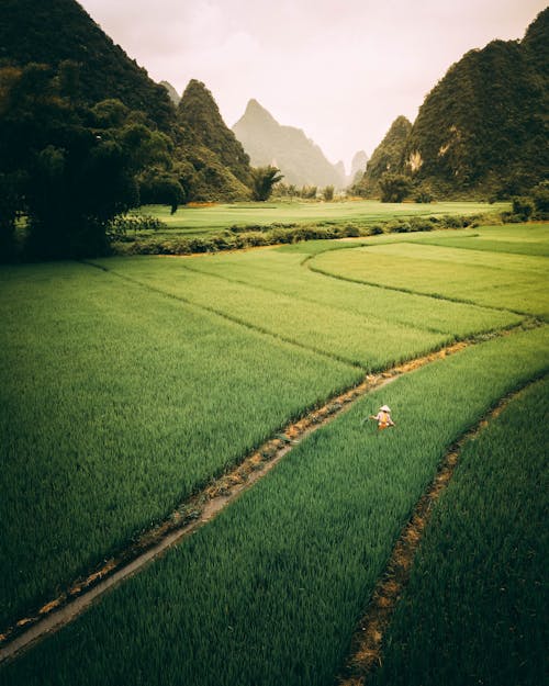 Základová fotografie zdarma na téma chov rýže, krajina, letecká fotografie