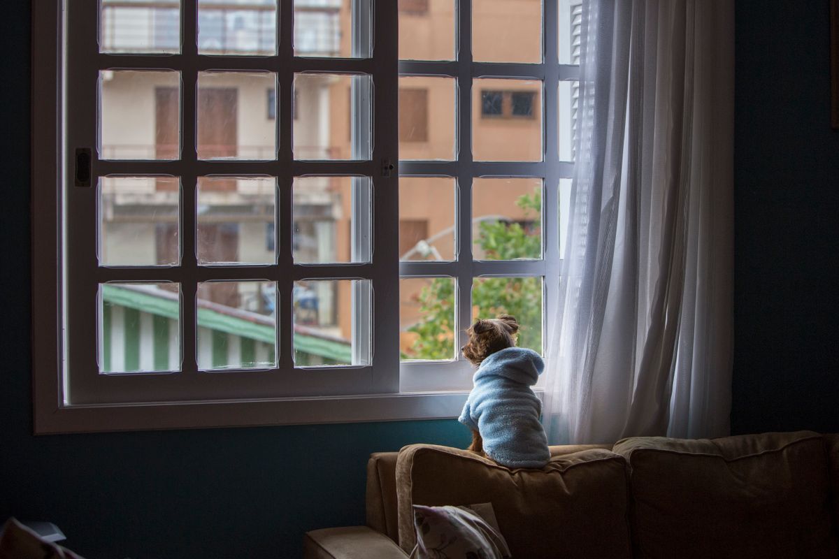 A Yorkshire Terrier looks alert in a bright room while a pet parent checks that a liner lies flat inside the cover.