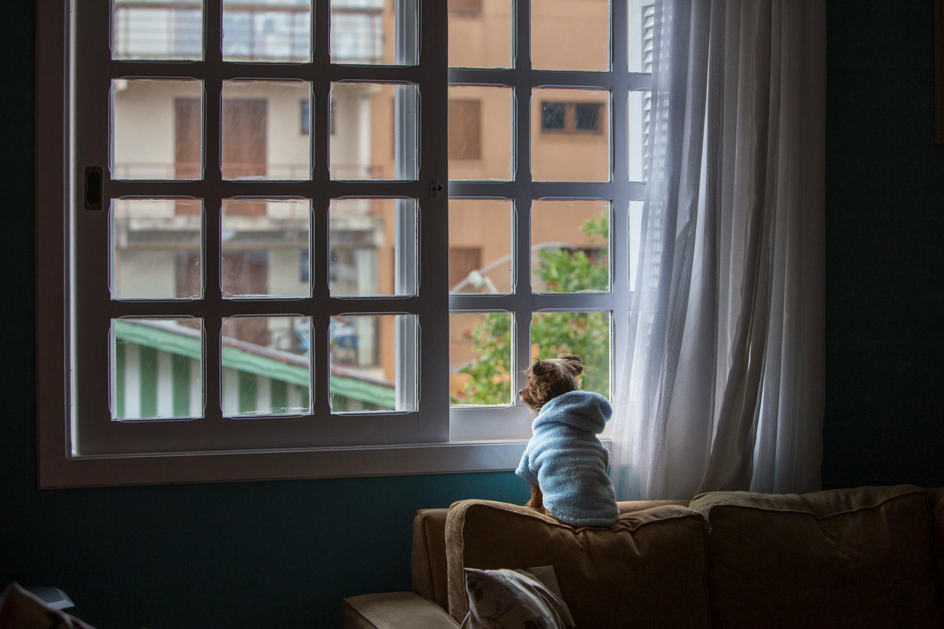 Petit chien de race en robe regarde par la fenêtre à la maison