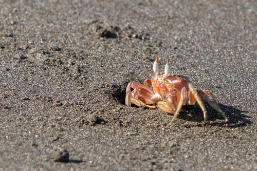 Free Close-up of a sand crab navigating the sandy beaches of Costa Rica. Stock Photo