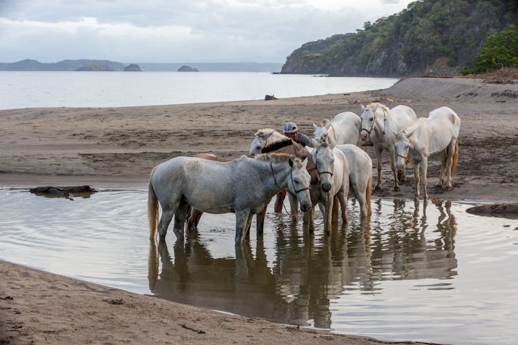 Horses On A Beach