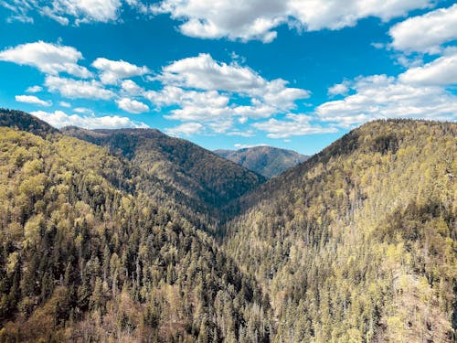 Безкоштовне стокове фото на тему «tatry, блакитне небо, вид на ліс»