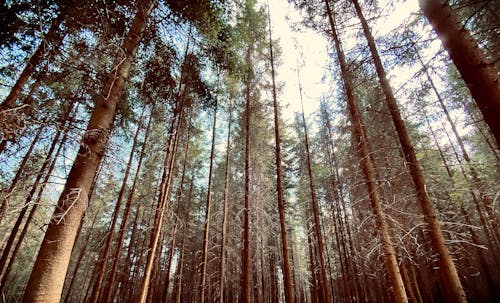 Безкоштовне стокове фото на тему «високий татри, Високі Татри, зелений ліс»
