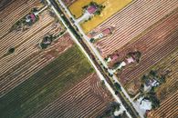 Road and plantation in countryside in daytime