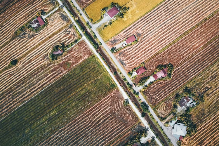 Road And Plantation In Countryside In Daytime