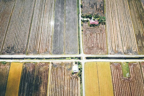 Farmland with agricultural fields in village