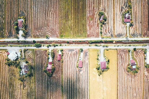 Houses on rice paddies in tropical country