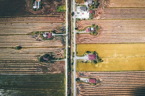 Drone view of typical houses on rice paddies and agricultural fields located near road in countryside