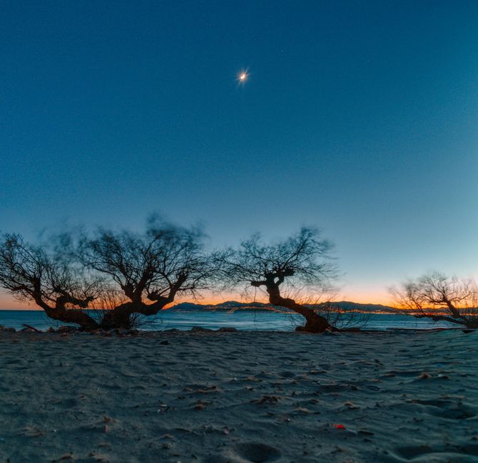 Silhouettes of leafless trees with curvy trunks growing on sandy shore of sea against cloudless sunset sky with shining moon