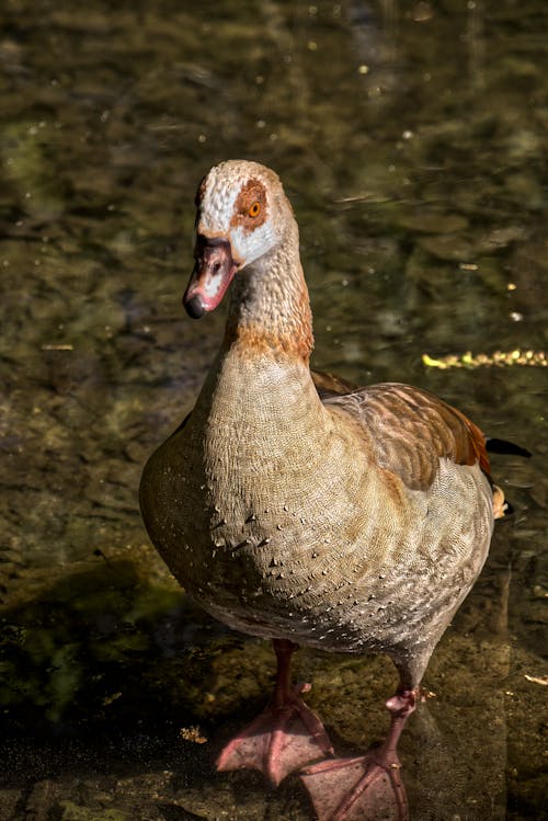 Foto d'estoc gratuïta de aigua, ànec, animal