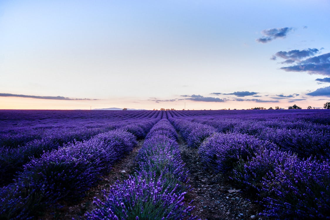 Pink blue sky above field of lavenders