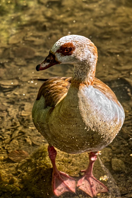 Foto d'estoc gratuïta de aigua, ànec, animal