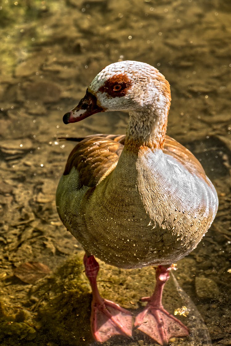 Single Duck Standing In Water