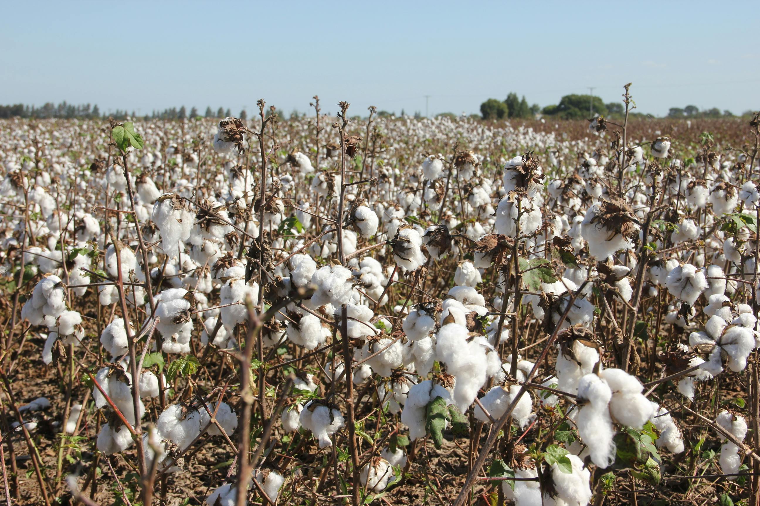 Free stock photo of cotton farm