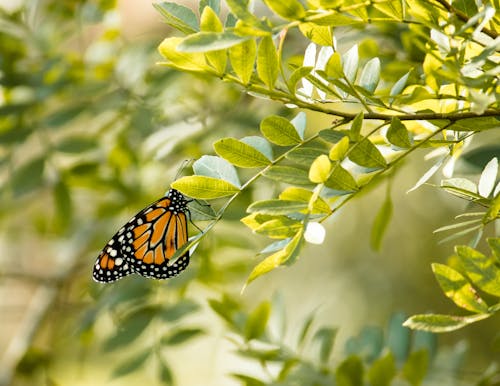 Bezpłatne Darmowe zdjęcie z galerii z dzika przyroda, liść, motyl Zdjęcie z galerii