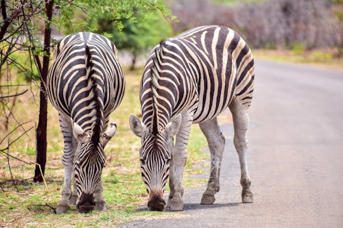 Free Two Zebras Grazing on Roadside Stock Photo