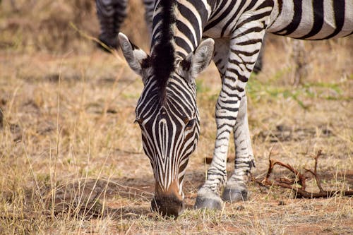 Zebra Grazing in Savannah