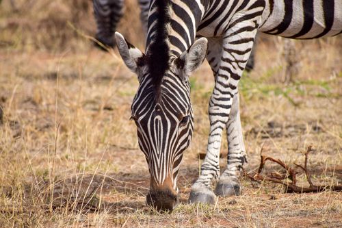 Free Close-up of a zebra grazing on dry grass in a sunny savannah environment. Stock Photo