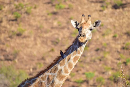 Gratis lagerfoto af dyr, dyreliv, giraf Lagerfoto