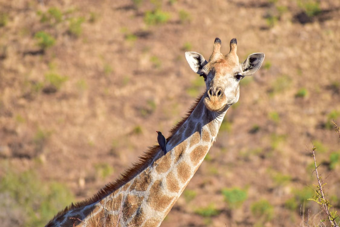 Gratis lagerfoto af dyr, dyreliv, giraf