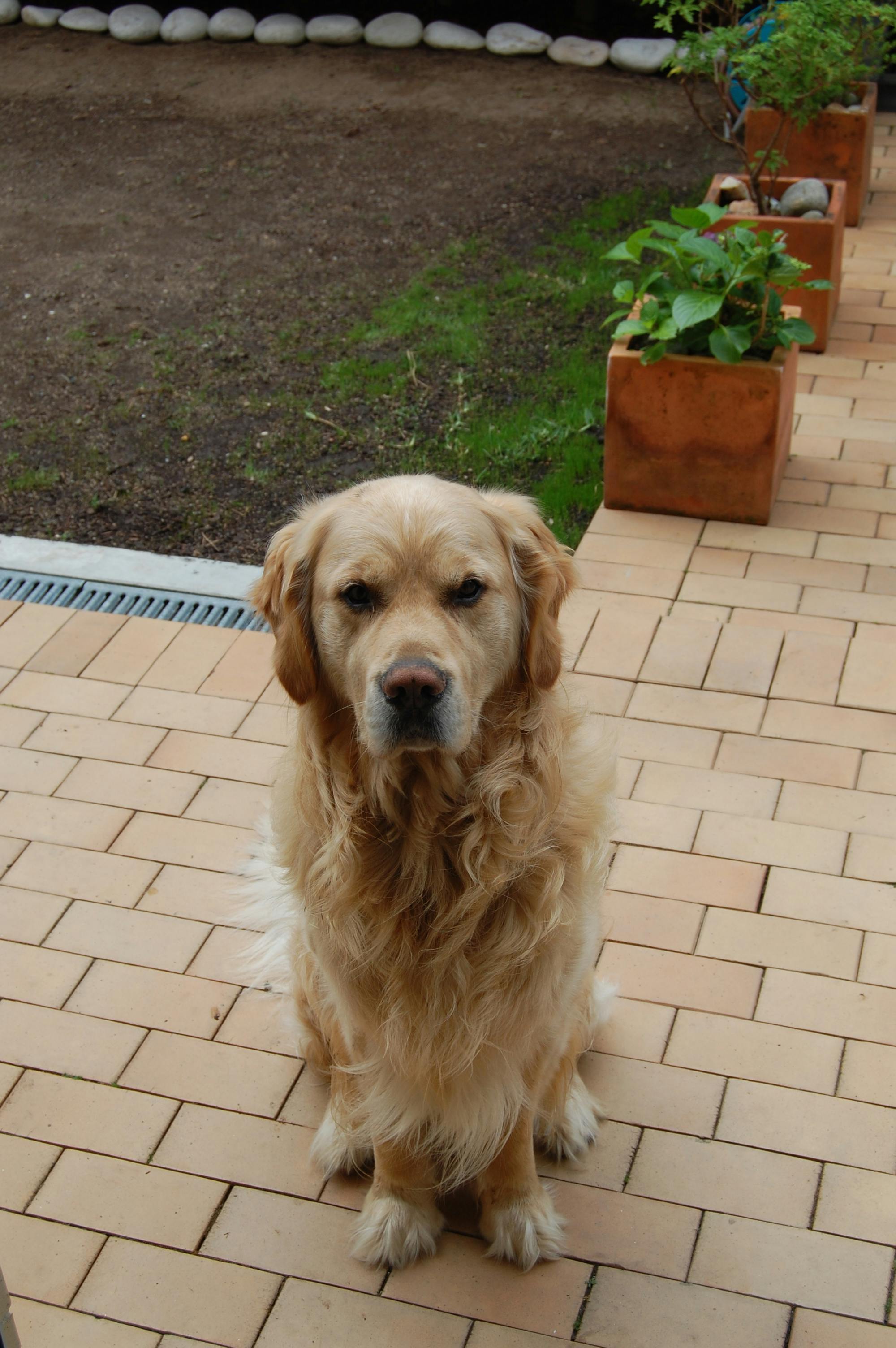 Foto Stok Gratis Tentang Anjing Anjing Golden Retriever Anjing Lucu