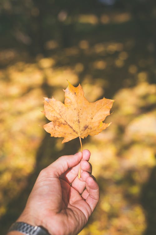 Free Close Up of Man Hand Holding Autumn Leaf Stock Photo