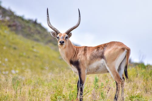 Free Single Antelope Standing on Grass Stock Photo