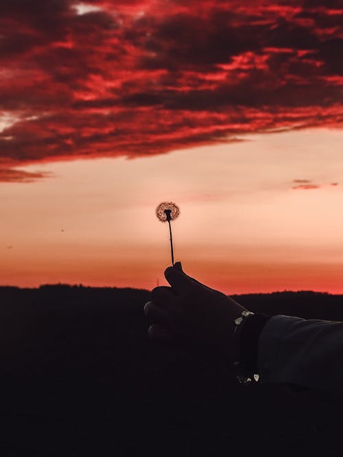 Close-Up Shot of a Person Holding a Dandelion During Sunset