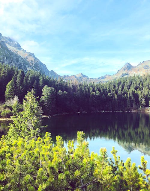 Безкоштовне стокове фото на тему «tatry, вид на ліс, високий татри»