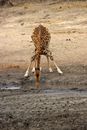 Brown and White Giraffe Walking on Brown Sand