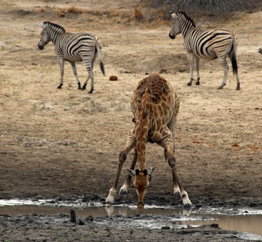 A giraffe drinks from a waterhole with zebras nearby in South Africa's wilderness.