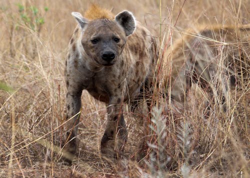 Close-Up Shot of a Hyena Standing on the Grass