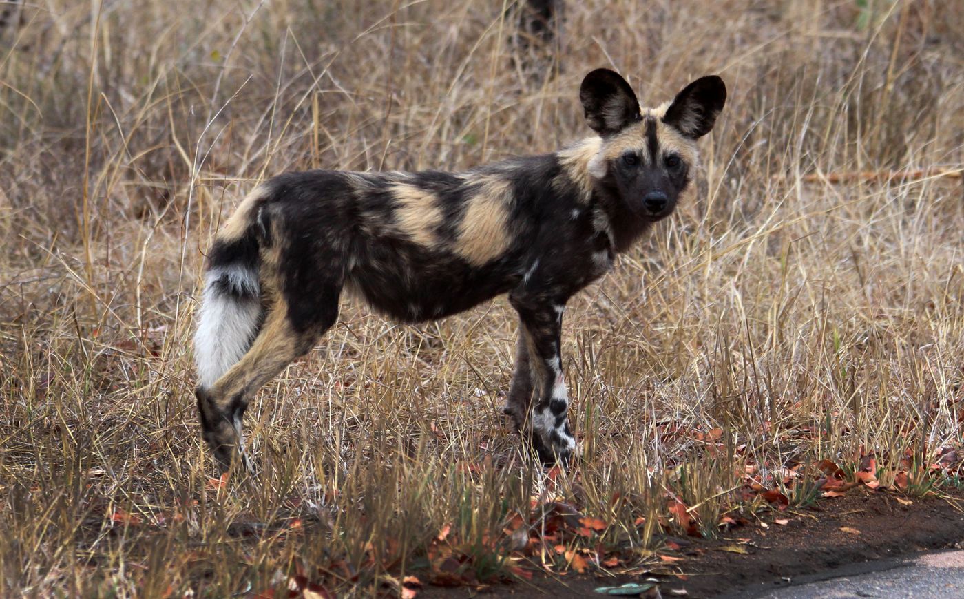 An African wild dog standing in dry grass in South Africa
