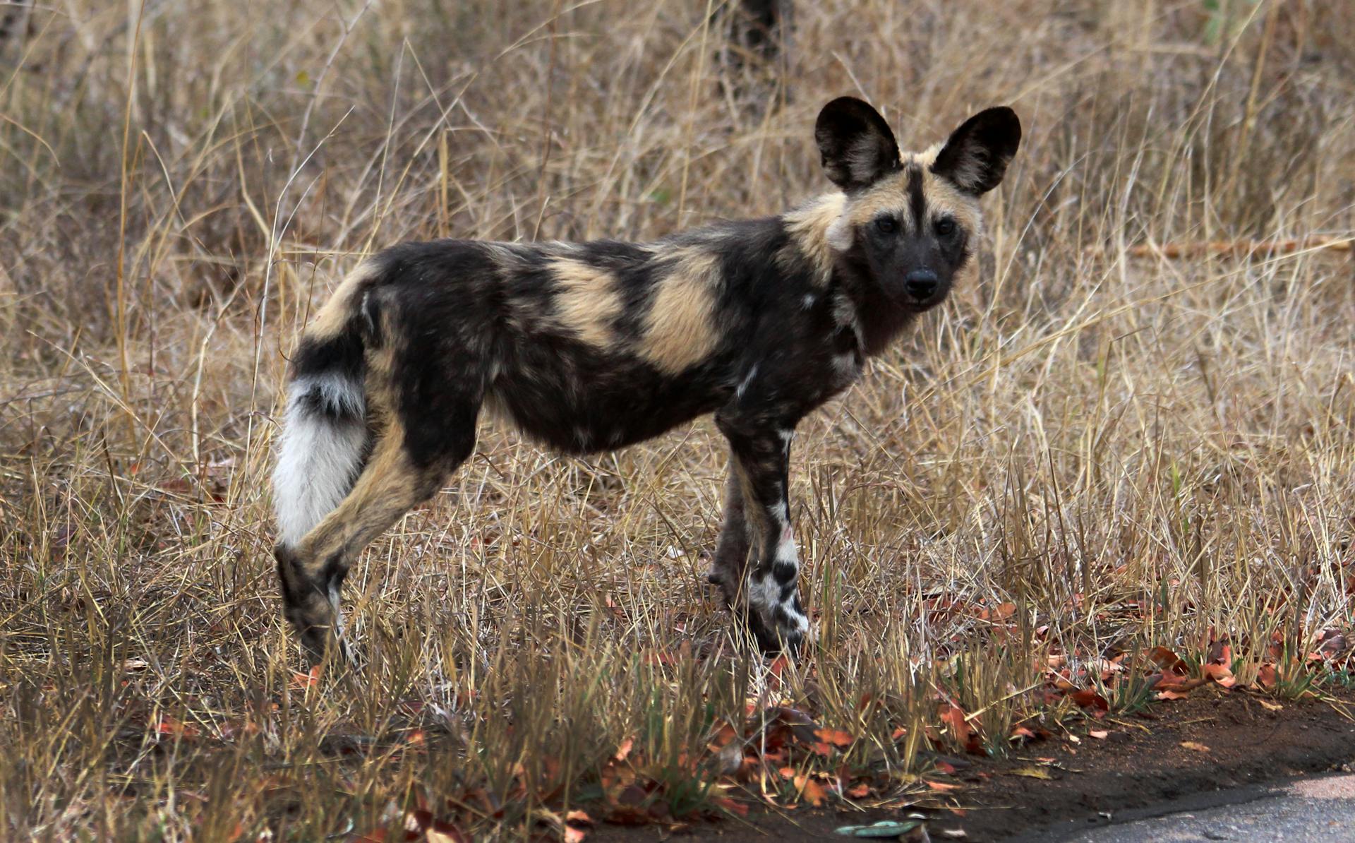 Close-Up Shot of an African Wild Dog on Brown Grass