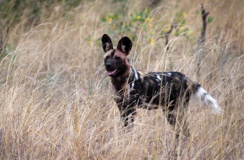 Безкоштовне стокове фото на тему «африканський дикий собака, африканських пофарбовані собака, дика природа»