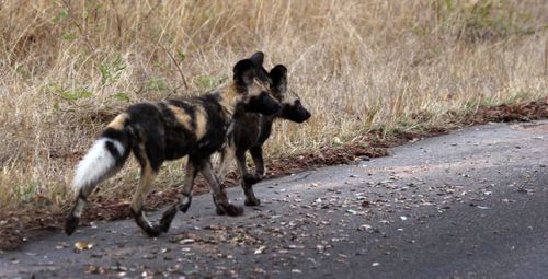 Free stock photo of african wild dog, african wildlife, dog Stock Photo