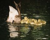 Clutch of adorable small goslings with gray goose mother diving for food while swimming in pond