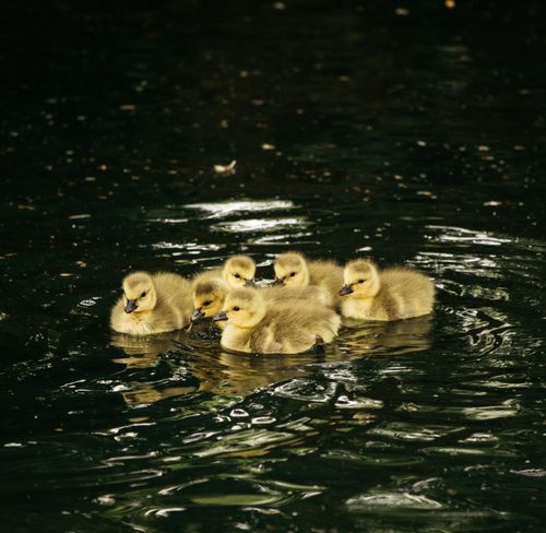 Free Fluffy small babies of gray goose swimming together on rippling water of calm lake Stock Photo