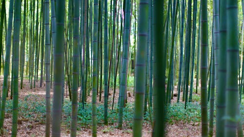 Kostenloses Stock Foto zu bambou, bambous, foret