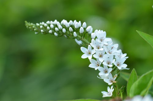 Free Flowering white gooseneck loosestrife in garden Stock Photo