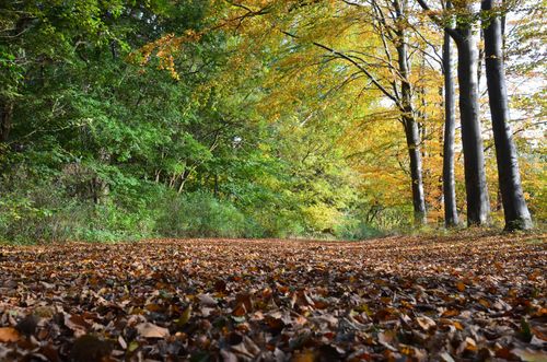 Free Ground level empty alley all covered with dry foliage under green and yellow trees in autumn Stock Photo