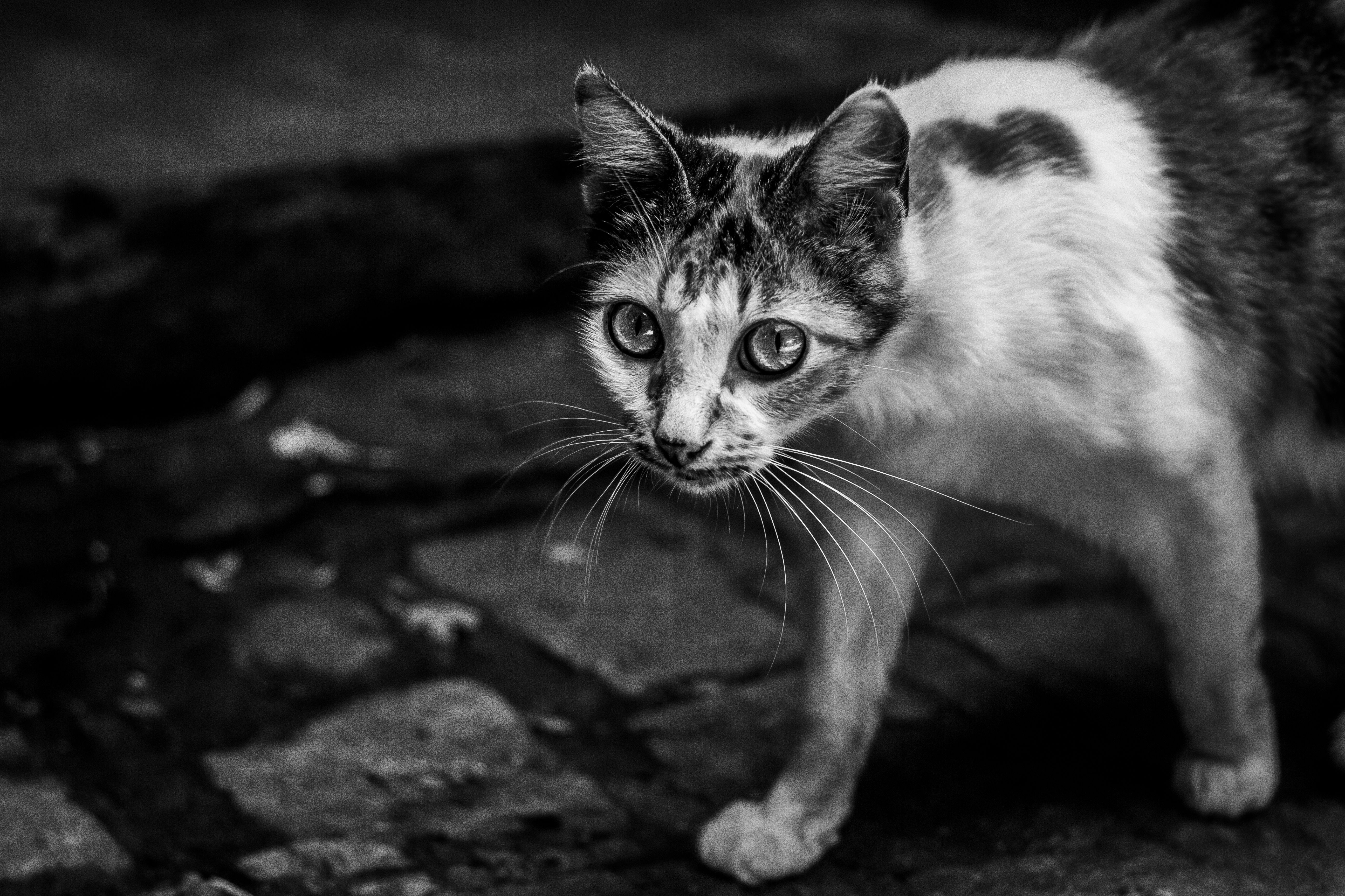 Grayscale Photo of a Cat · Free Stock Photo