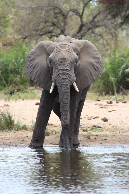 Free stock photo of african elephant, african wildlife, big 5 Stock Photo