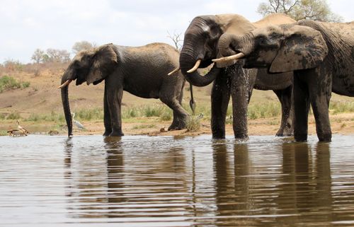 Free stock photo of african elephant, big 5, big five Stock Photo