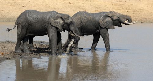 Free stock photo of african elephant, big 5, big five Stock Photo