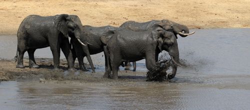 Free stock photo of african elephant, big 5, big five Stock Photo